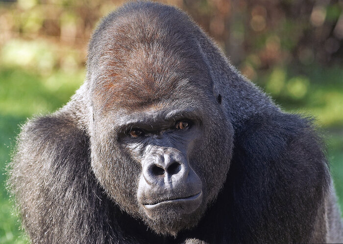 Flachland-Gorilla Ivo aus dem Berliner Zoo  ist zeugungsunfähig