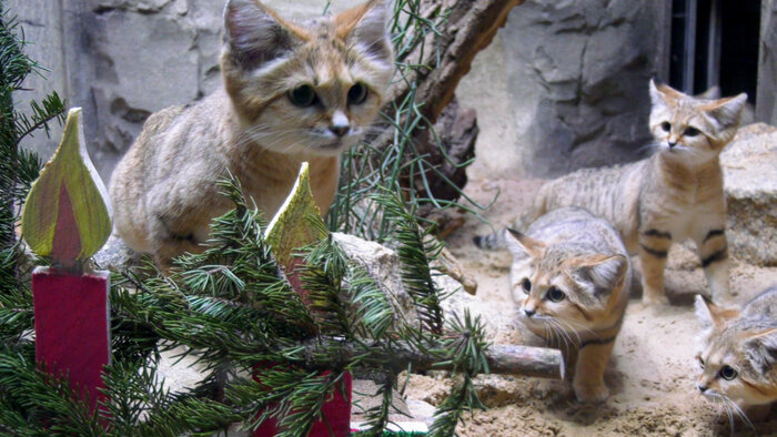 Sandkatzen-Familie