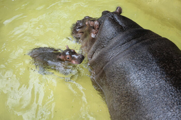 Flusspferd-Jungtier mit Mama beim Baden