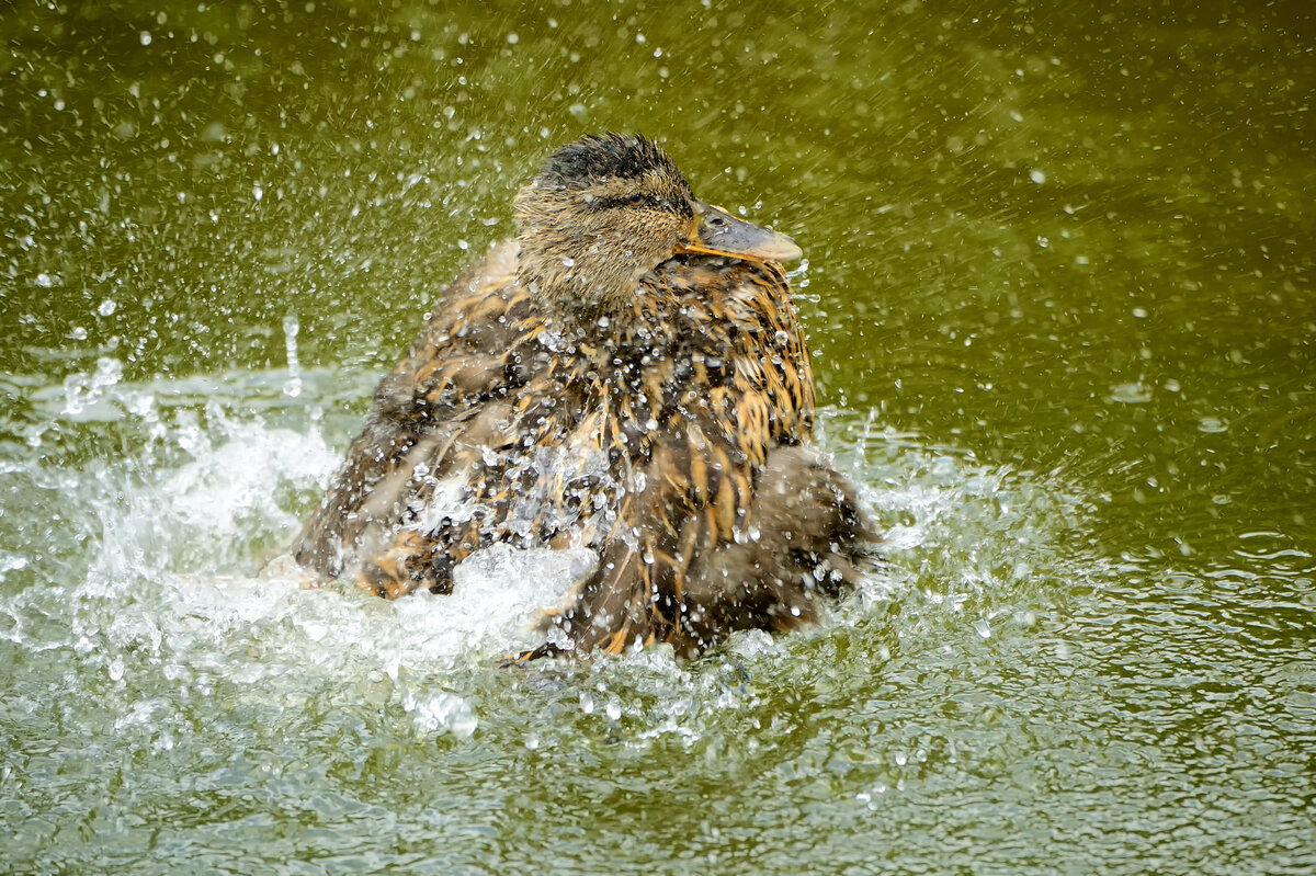 Grimms Tierleben: Kann mich eine Ente über den Wannsee tragen? – Zoo Berlin
