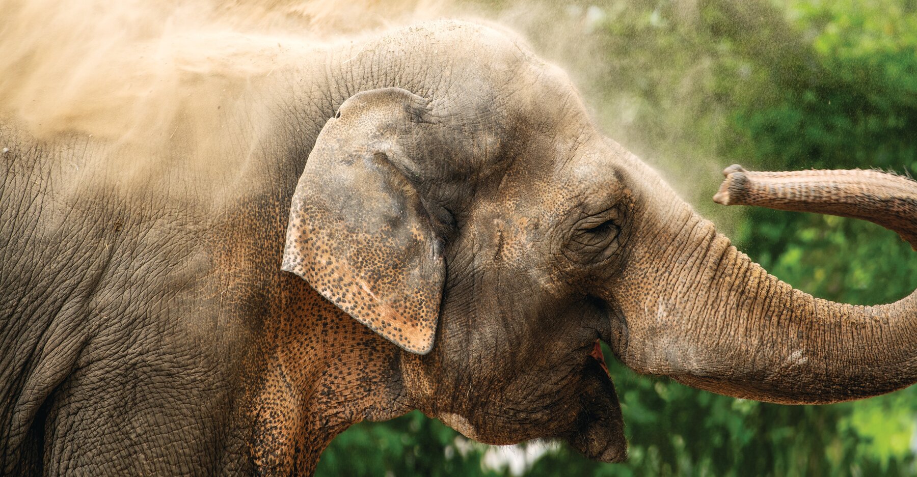Asiatischer Elefant