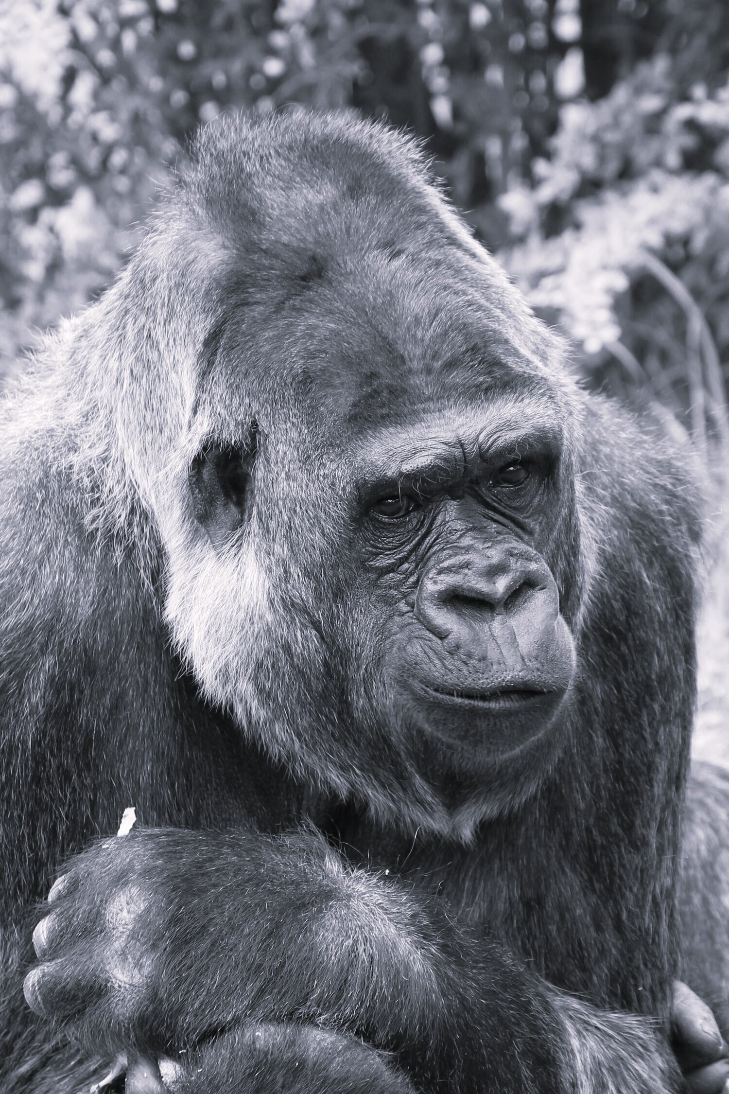 Gorilla Mpenzi