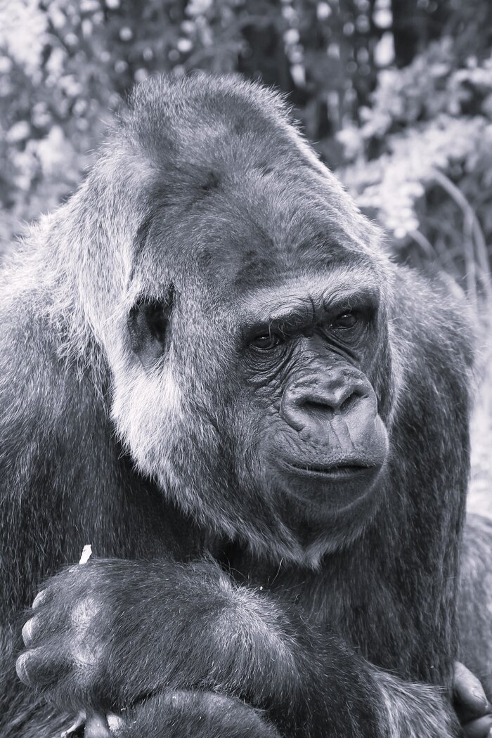 Gorilla Mpenzi