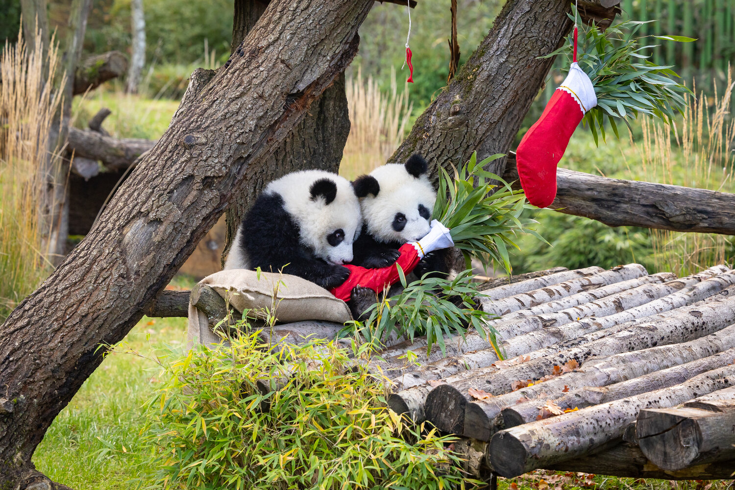 Nikolaus bei den Pandas