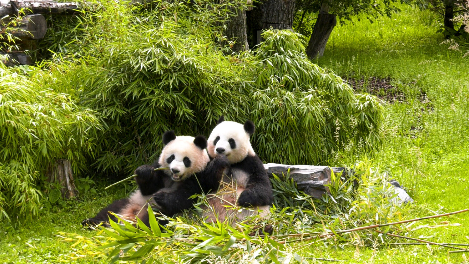 Pandas im Zoo Berlin