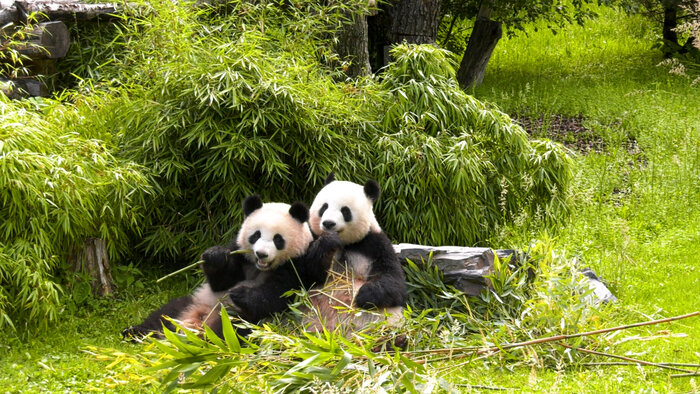 Pandas im Zoo Berlin