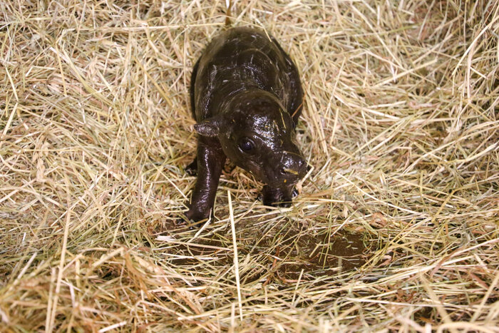 Zwergflusspferd-Nachwuchs