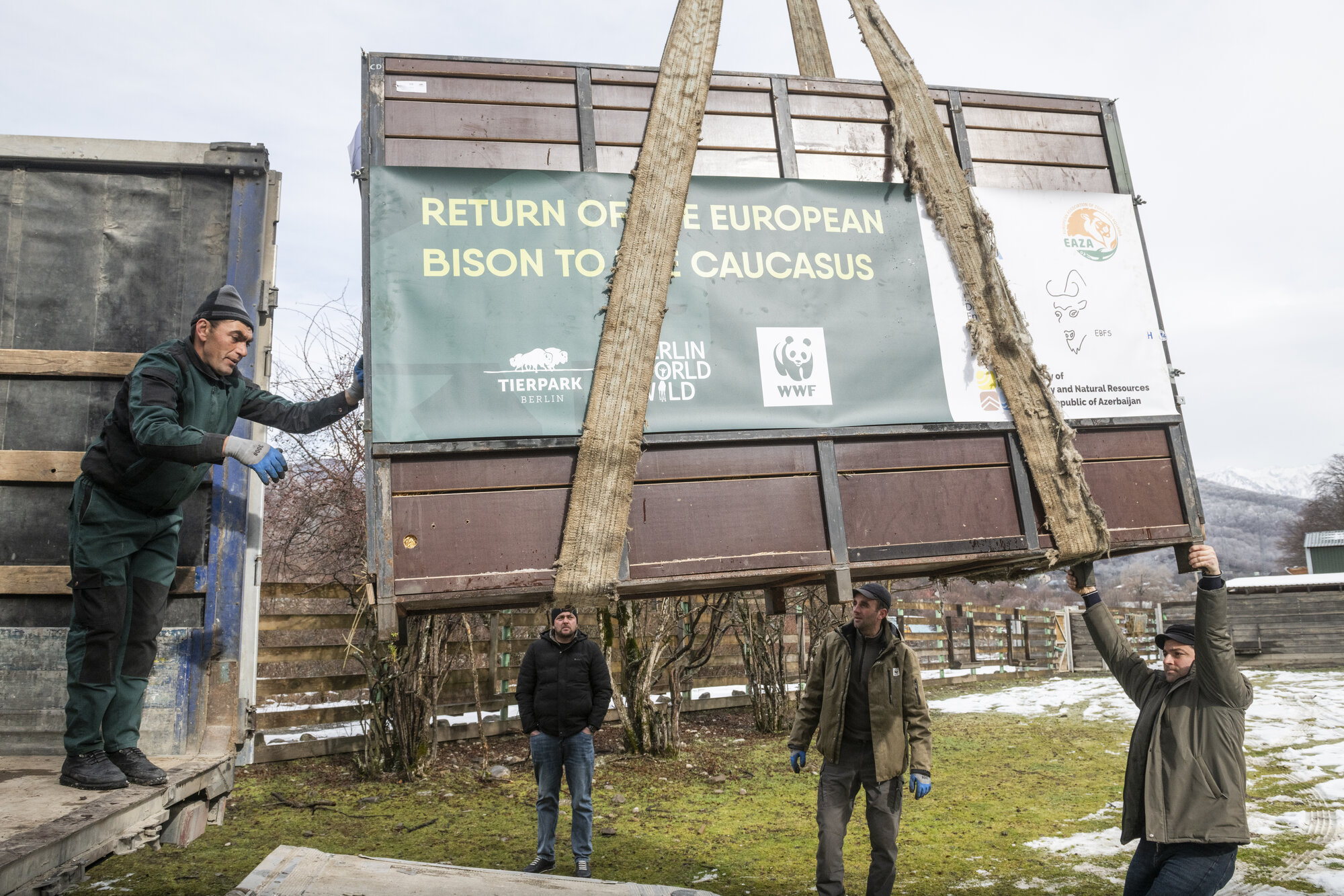 European Bison on a Major Journey – Zoo Berlin