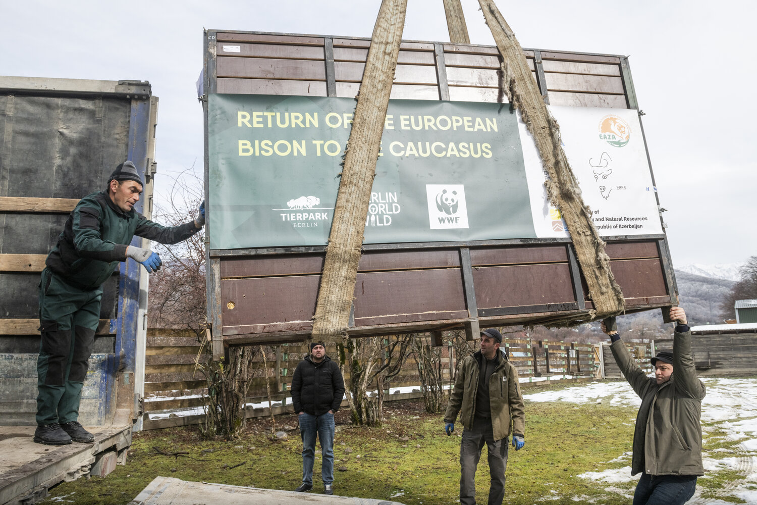 Wisente_ShadagNationalPark_(c)WWF_EmilKhalilov