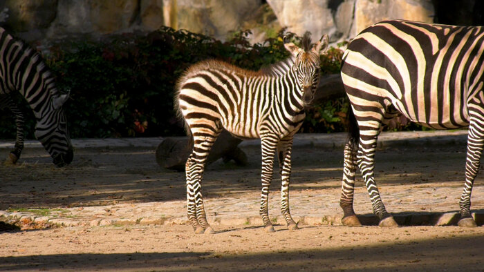 Böhm-Zebra-Nachwuchs