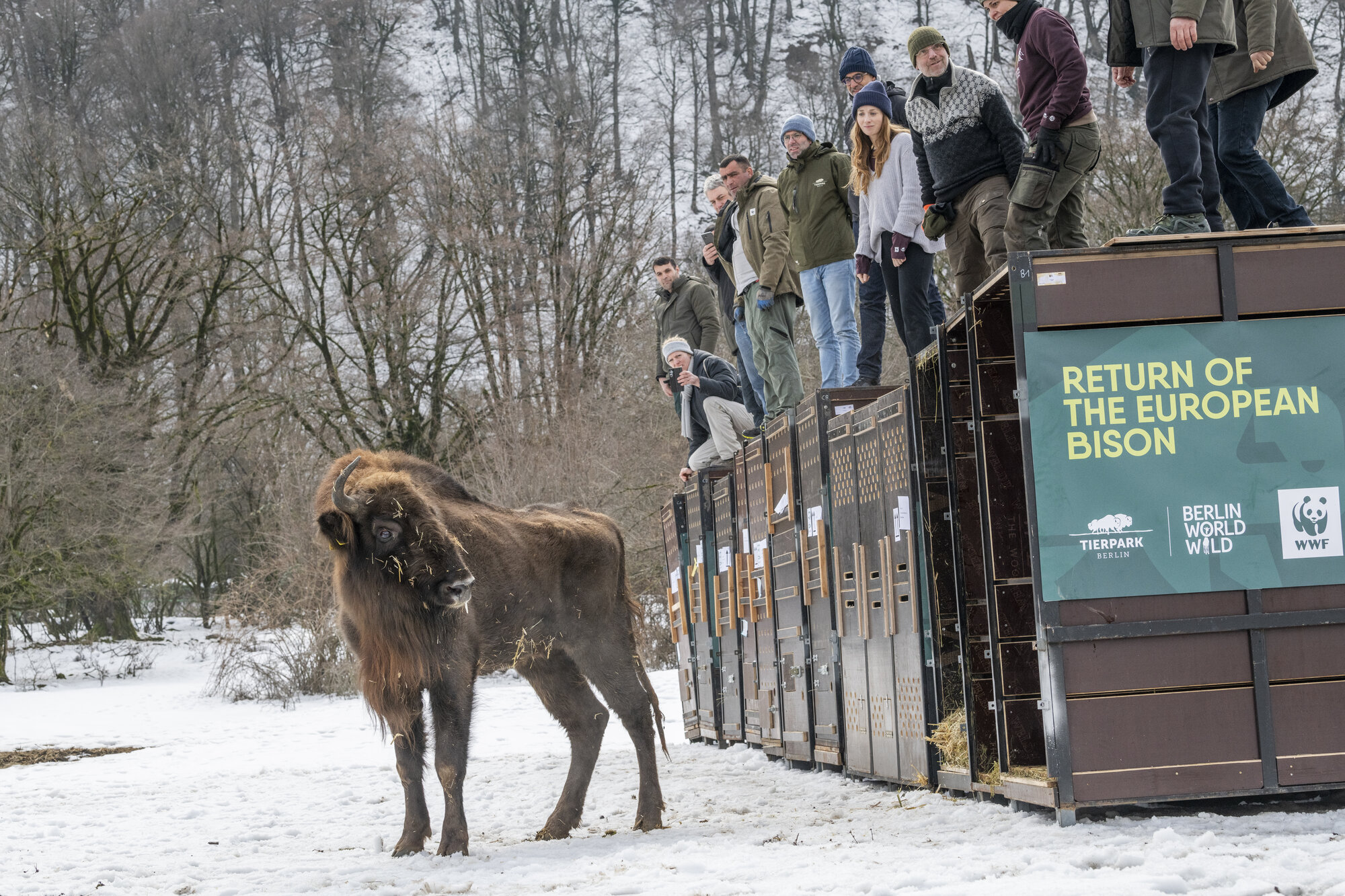 European Bison on a Major Journey – Zoo Berlin