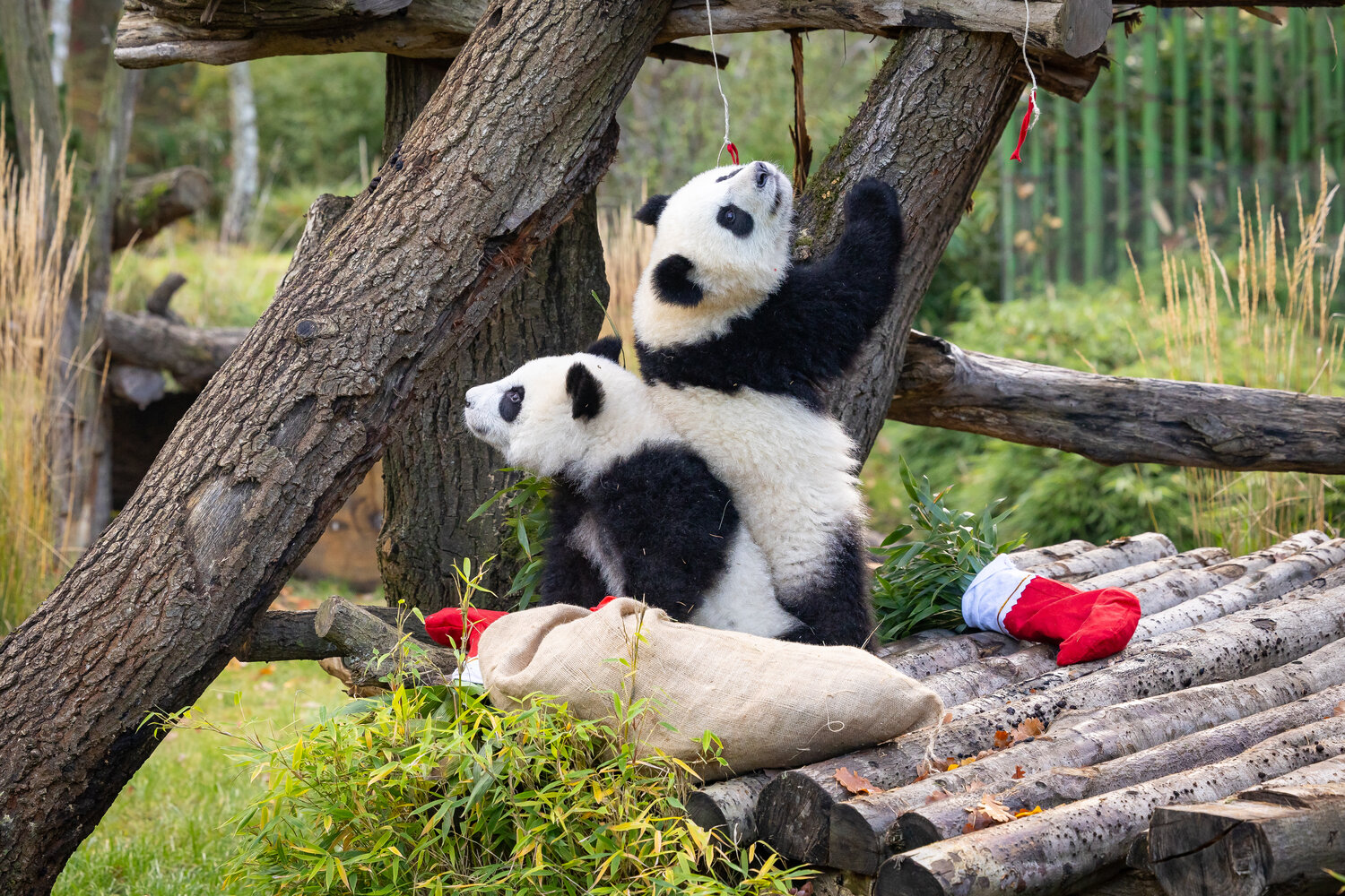 Nikolaus bei den Pandas