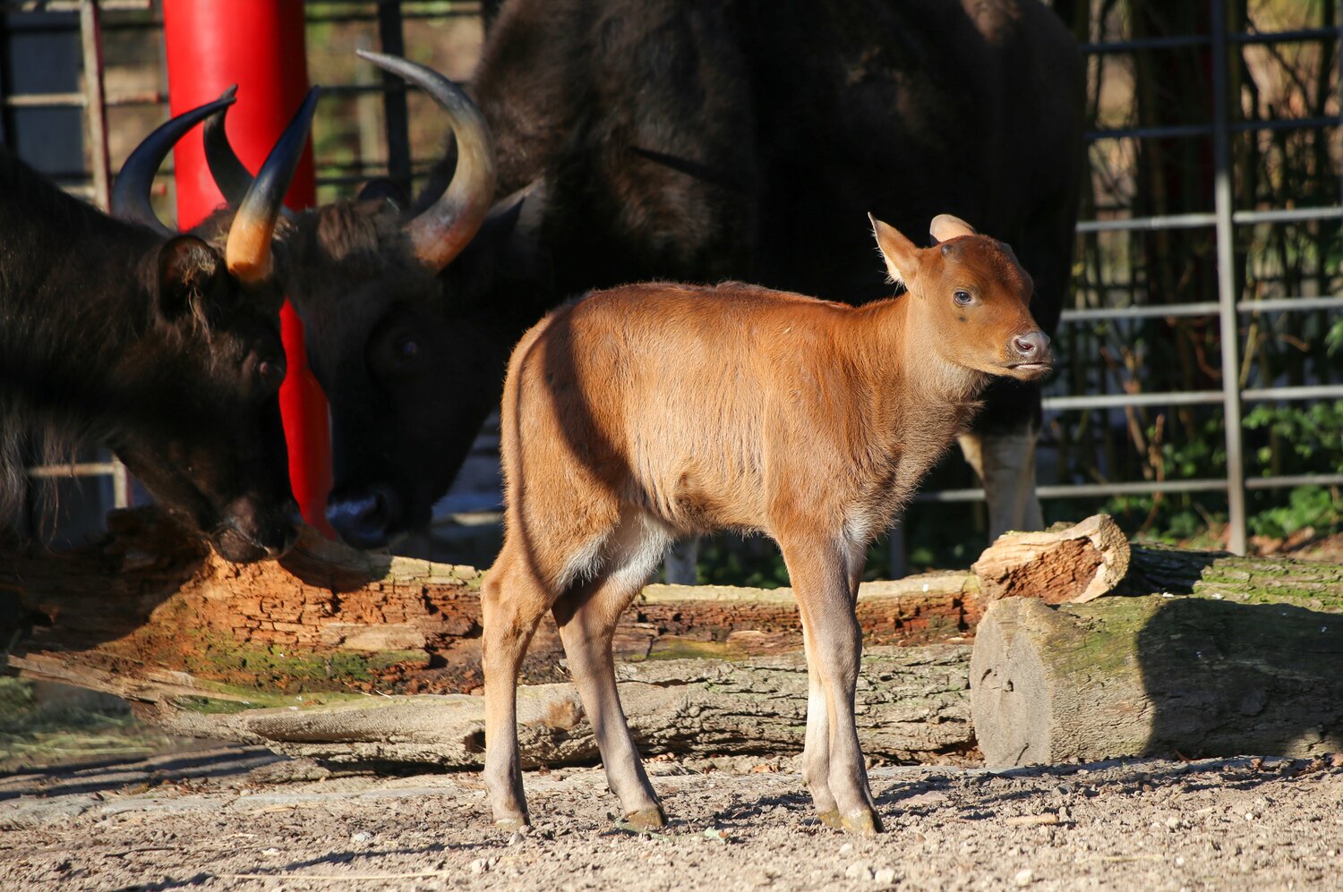 Gaur_Jungtier_Grisu_ZooBerlin