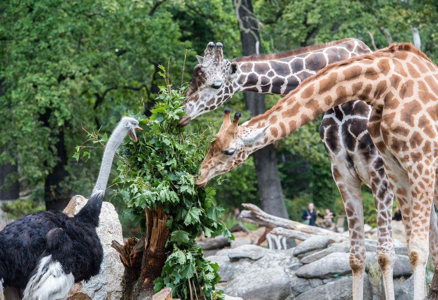 Giraffen und Strauß im Zoo Berlin