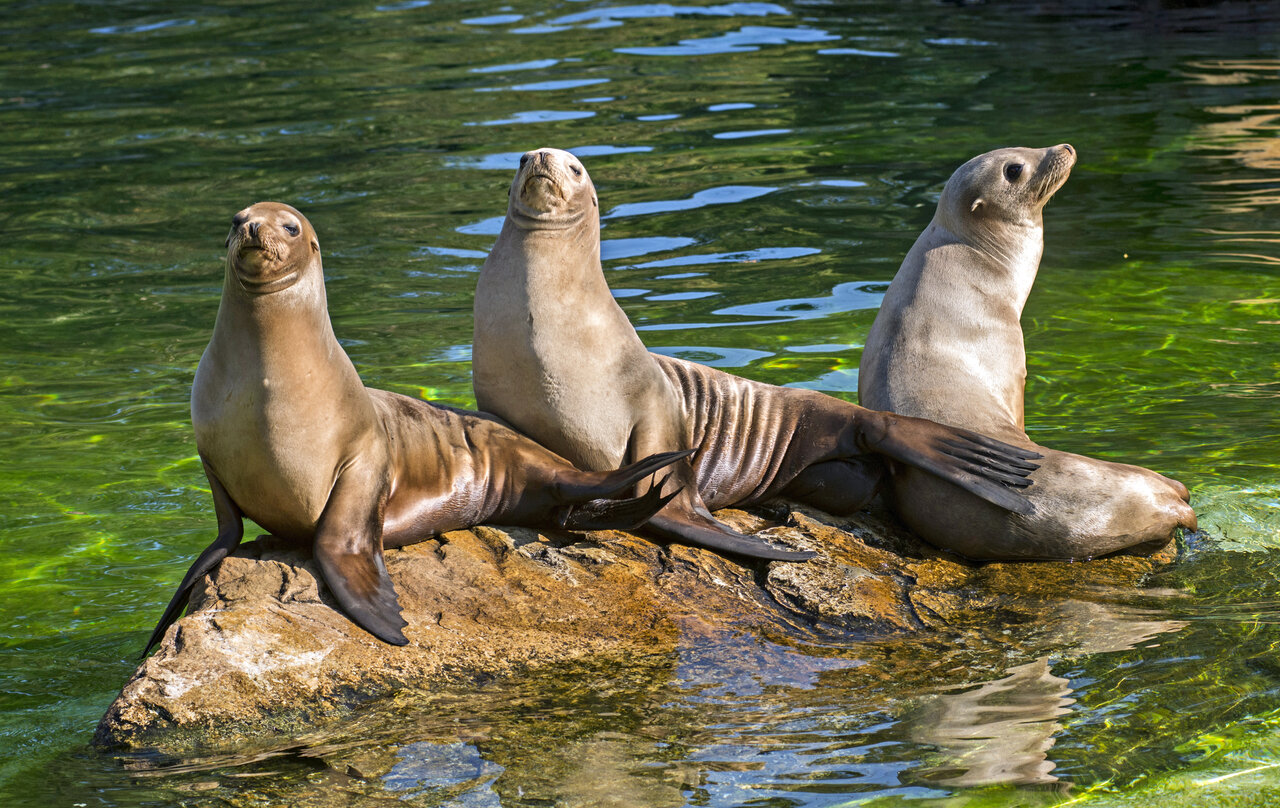 Seal – Zoo Berlin