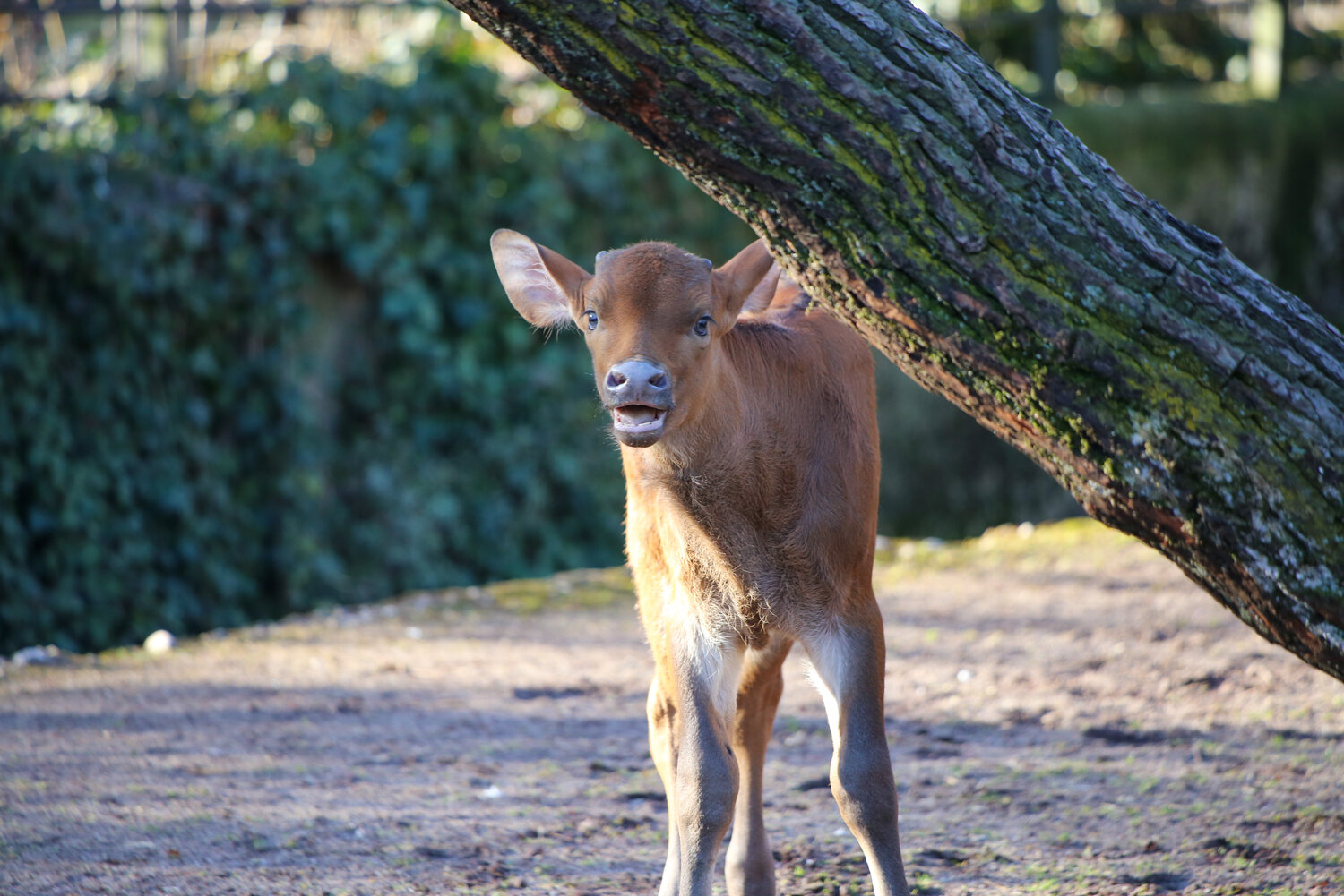 Gaur-Nachwuchs
