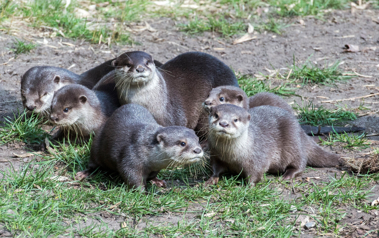 Otter-Nachwuchs