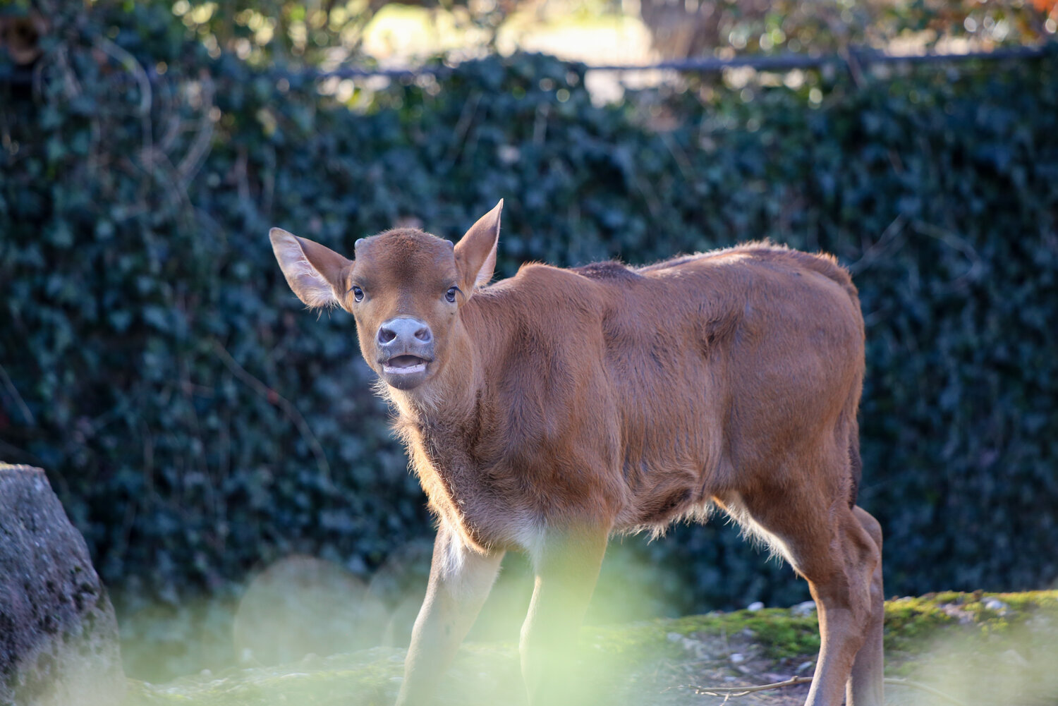 Gaur_Jungtier_Grisu_ZooBerlin