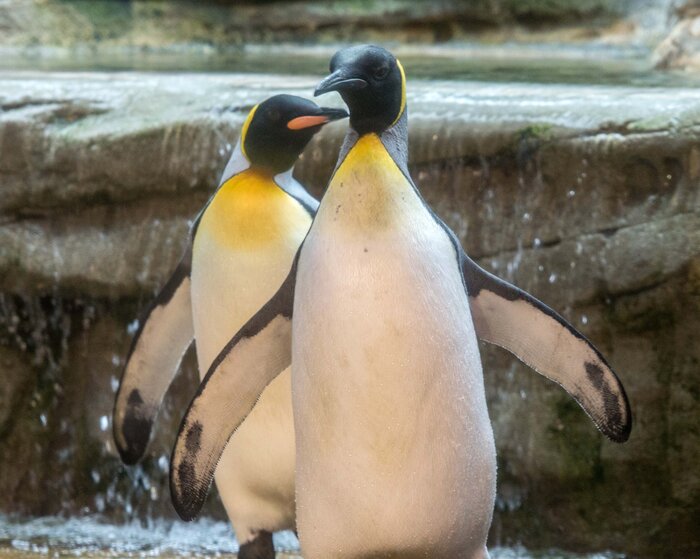 Königspinguin-Jungtier