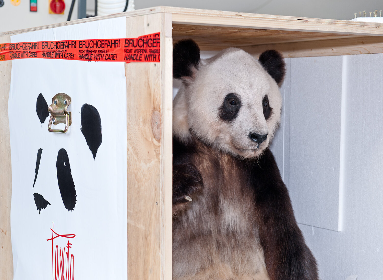Rückflug nach China: Yan Yan aus dem Zoo Berlin