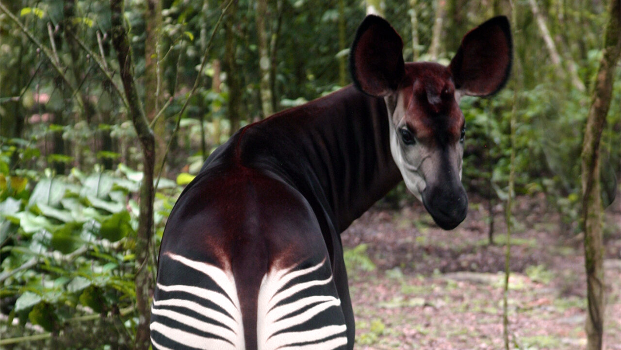 Okapi – Zoo Berlin