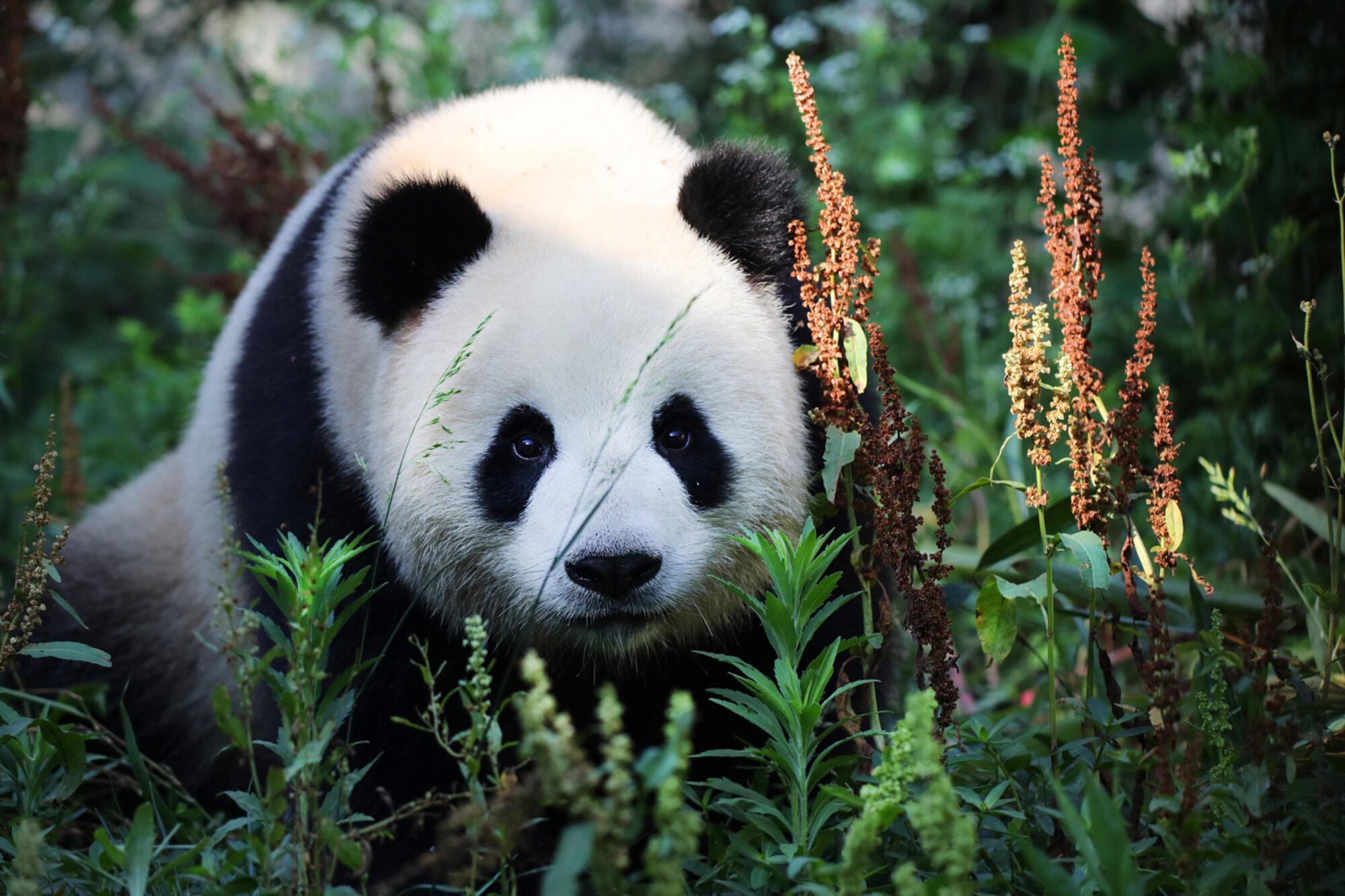 Панда. Большая Панда бамбуковый медведь. Берлинский зоопарк Панда. Большая китайская Панда. Большая Панда Евразии.