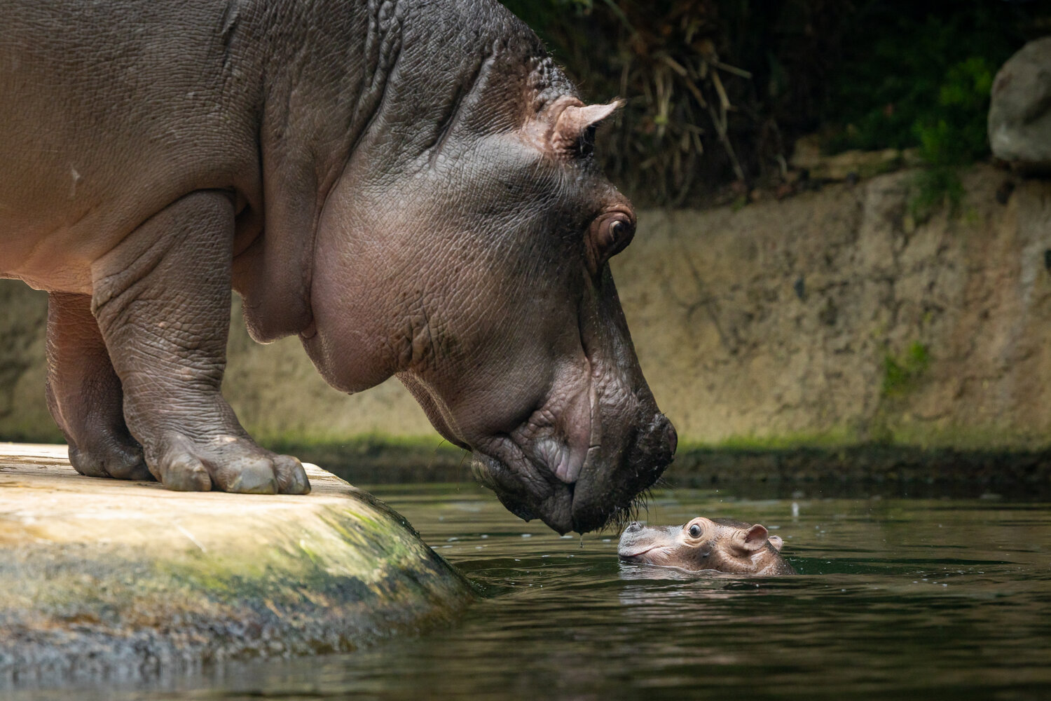 Kleines Hippo im großen Becken