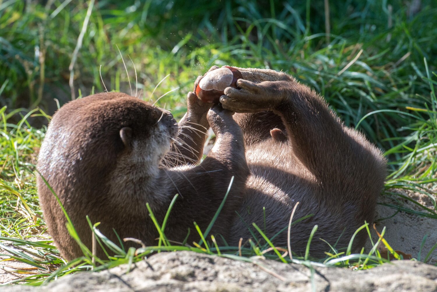 Zwergotter im Zoo Berlin