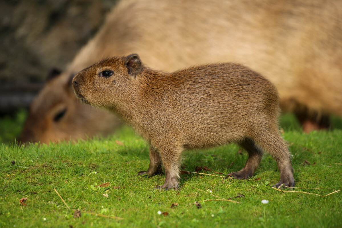 CapybaraFans aufgepasst! Zoo Berlin