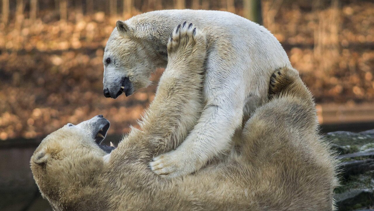Polar bear – Zoo Berlin