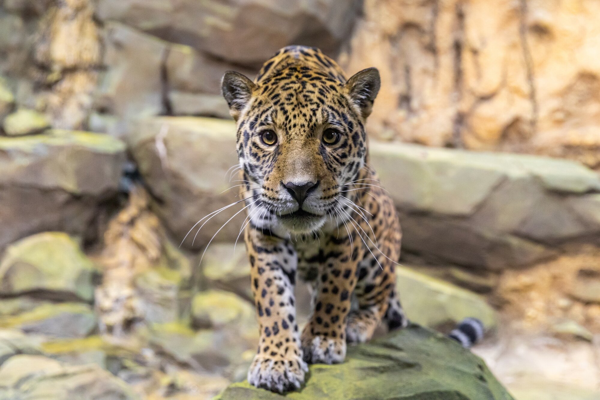 New predator experience opens at Zoo Berlin – Zoo Berlin
