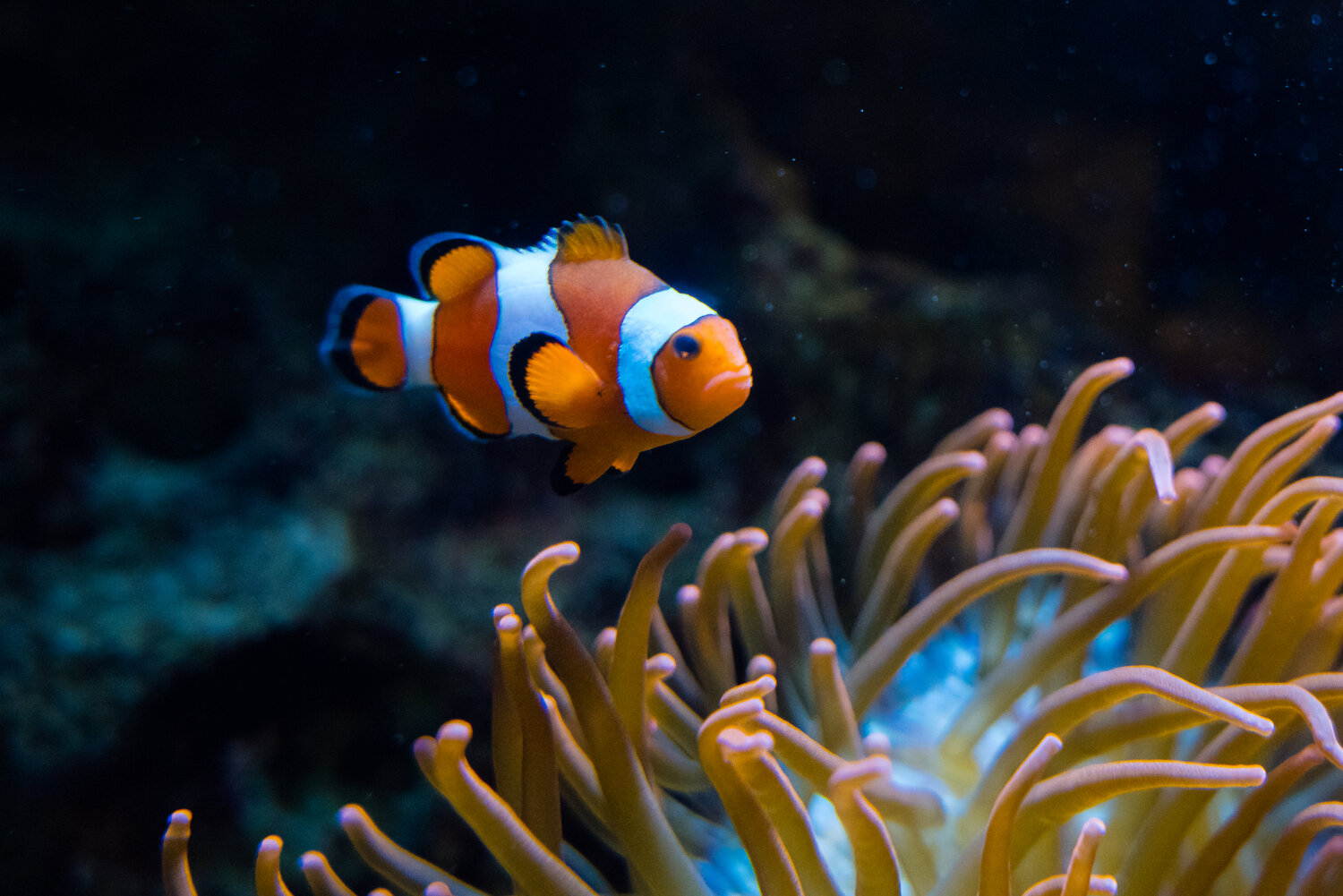 [Translate to English:] Clownfisch
