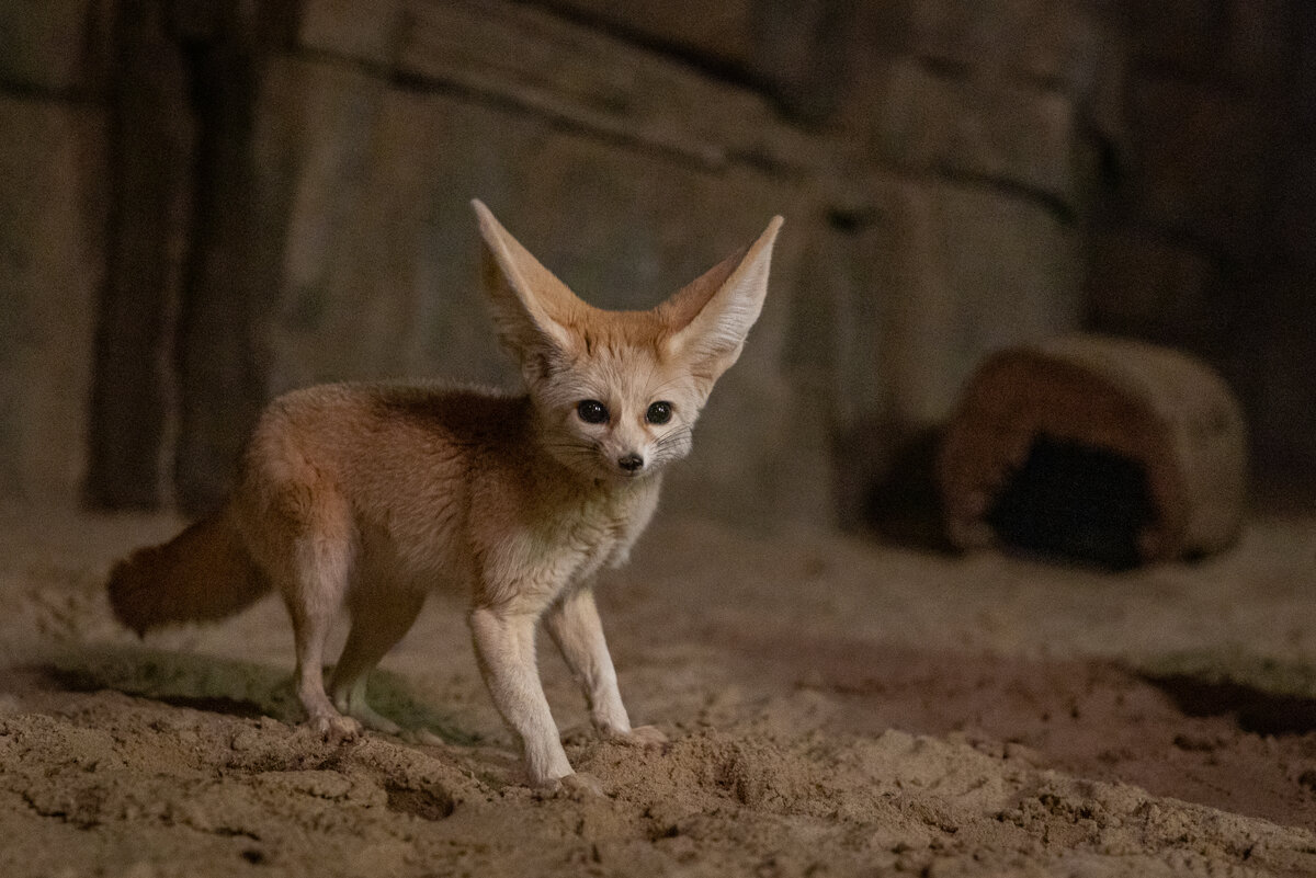 Welches Tier Wühlt Nachts Im Blumenkübel Tiere der Nacht – Zoo Berlin