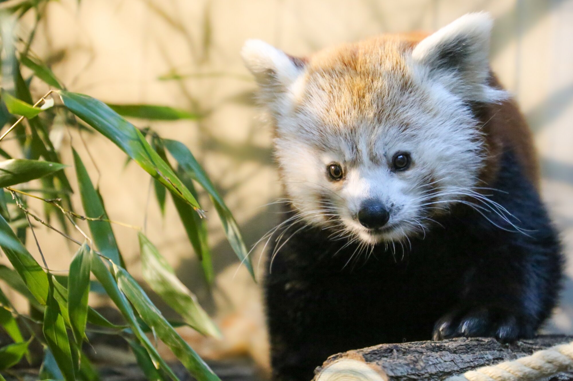 Neue Bewohner: Rote Pandas im Zoo Berlin – Zoo Berlin