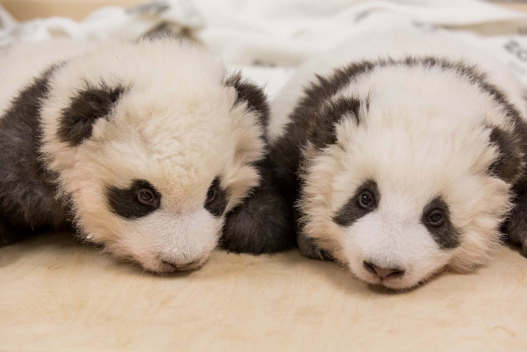 Панда сколько детенышей. Панда маленькая детёныш. Панда с детёнышем. Детёныш панды новорожденный. Панда с маленьким детенышем.