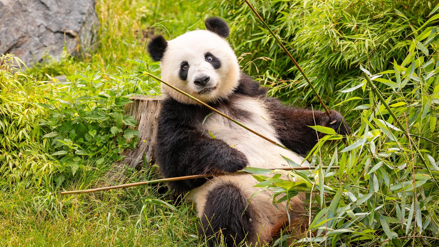 [Translate to English:] Panda Meng Meng