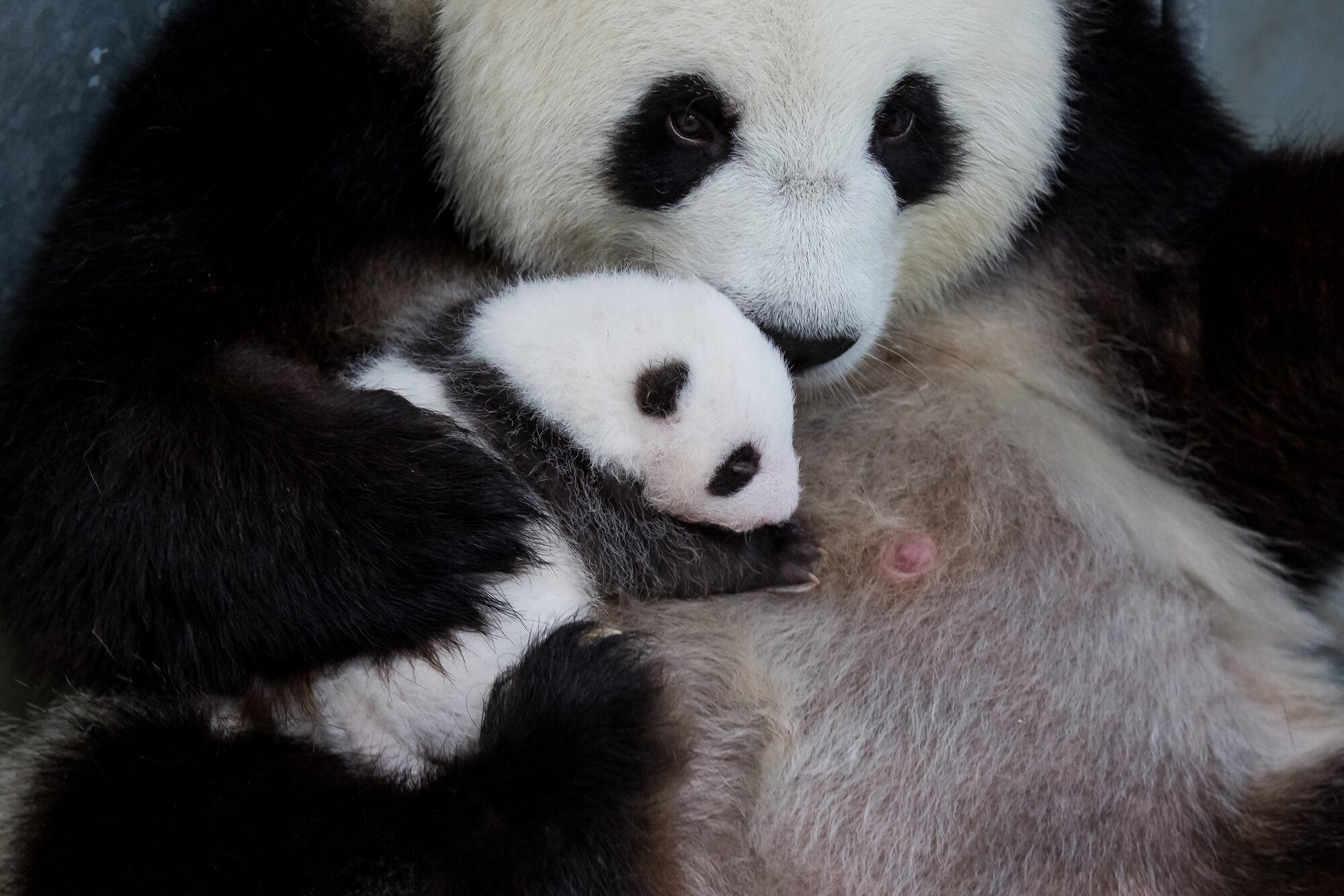 Панда детеныш москва. Большая Панда с детенышем. Детёныш панды новорожденный. Потомство панды. Детеныш большой панды.