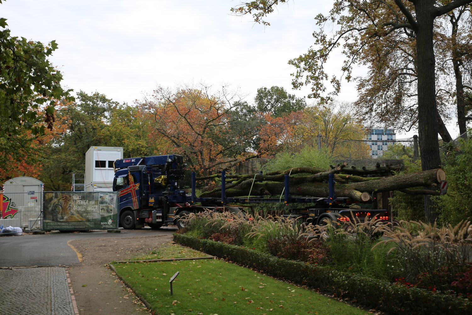 Eiche für neue Großkatzen-Anlage