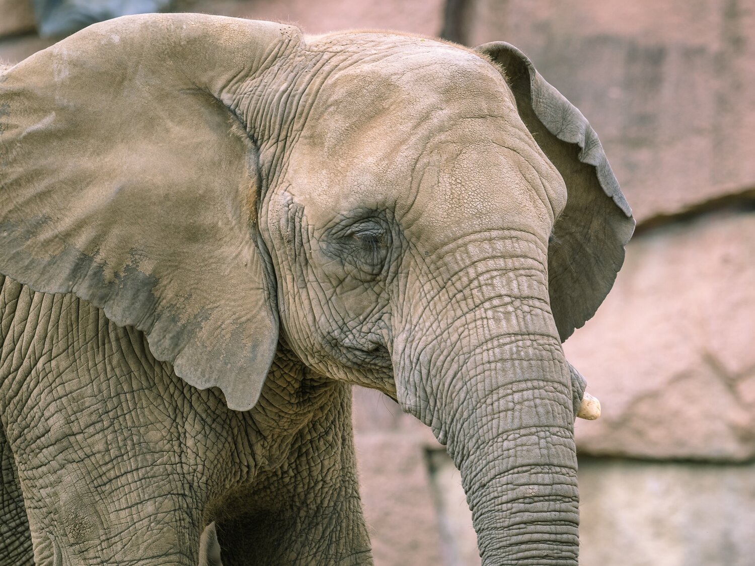AfrikanischerElefant_TierparkBerlin