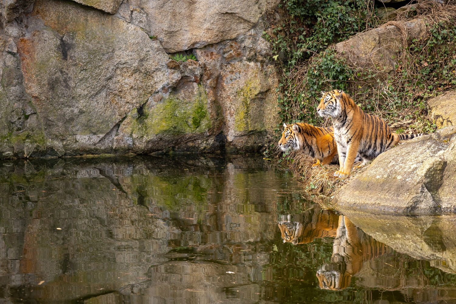 Sumatra-Tiger Lotte und Luise