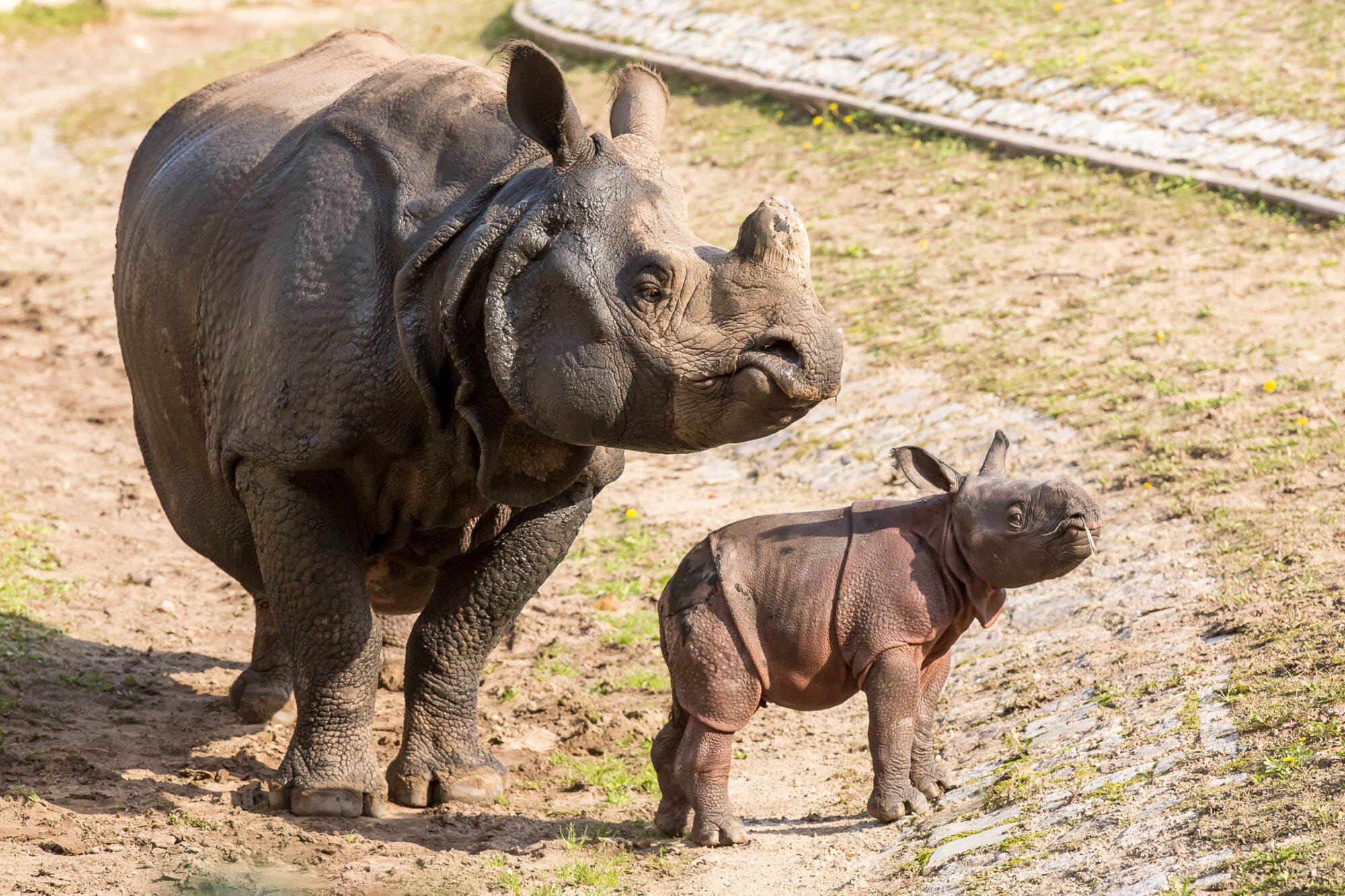 Was Heißt Rhino Auf Deutsch www.zoo-berlin.de