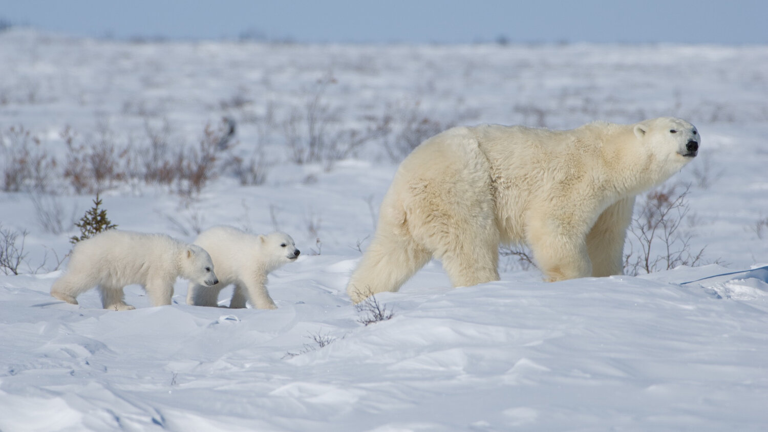 [Translate to English:] © Timothy Floyd // Polarbearsinternational.org