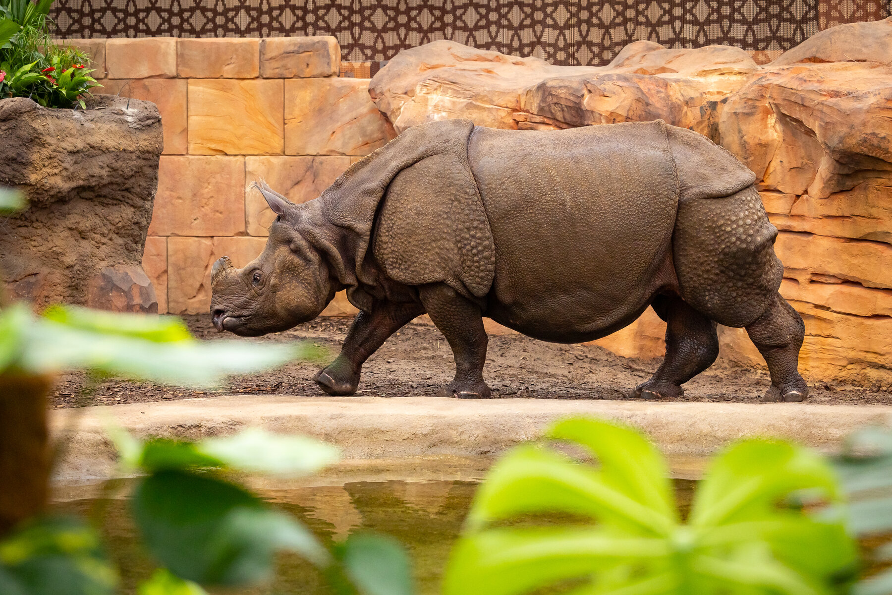 Panzernashorn Betty in der Nashorn-Pagode im Zoo Berlin