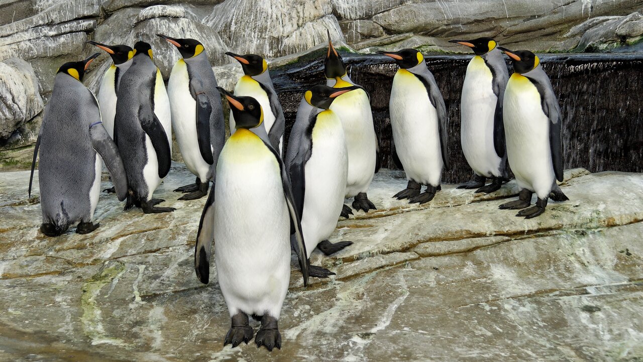Robben & Pinguine – Zoo Berlin