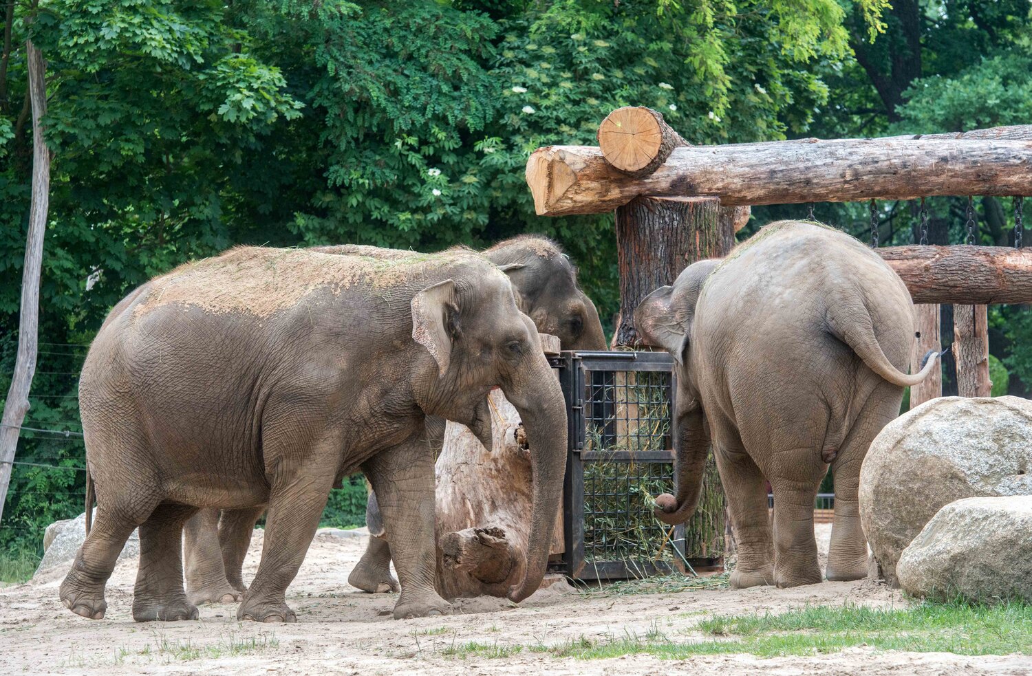 Elefanten: Neues Spielgerät