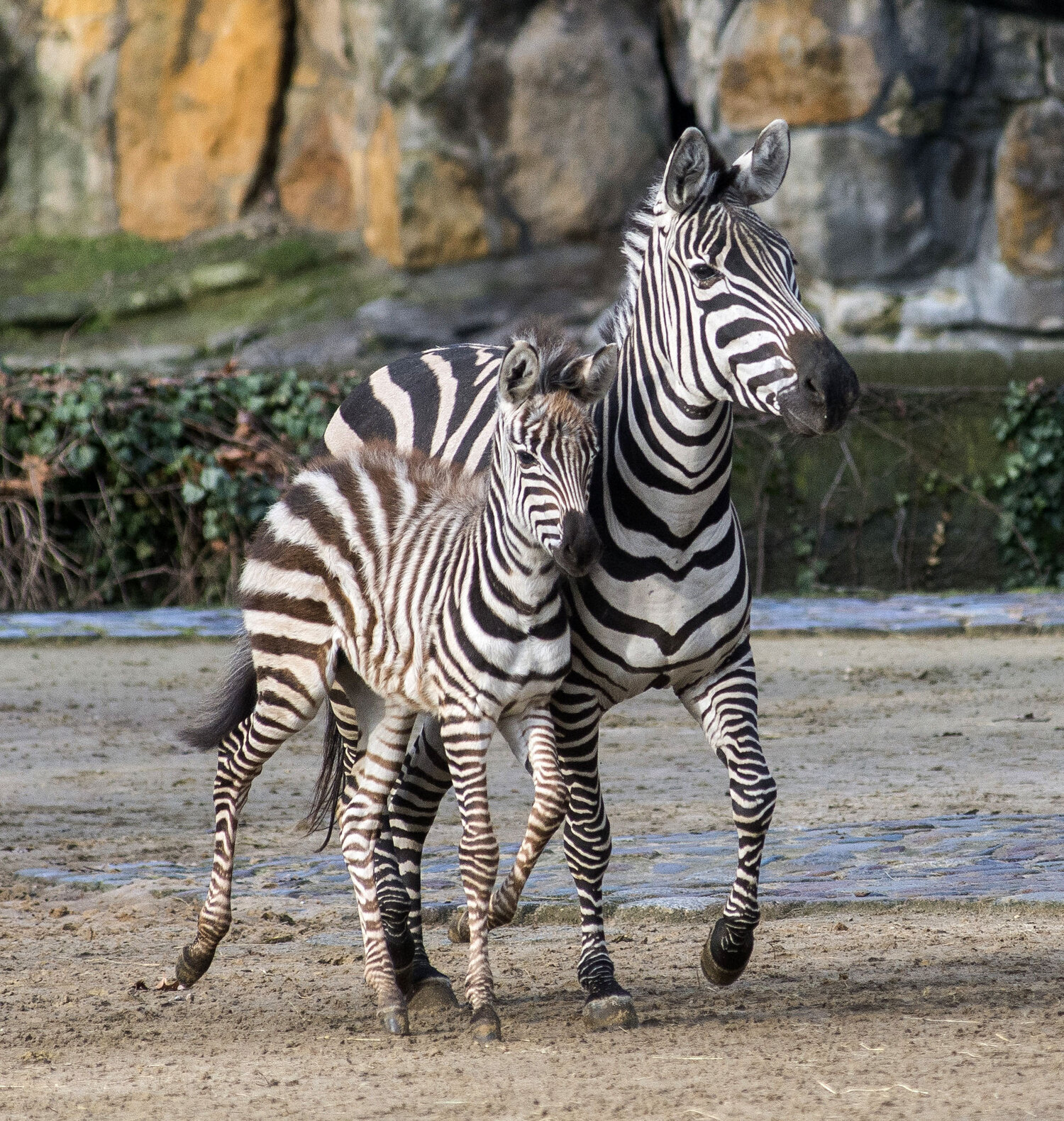 Böhm-Steppenzebra Fohlen Zoo Berlin Böhm-Steppenzebra Fohlen Zoo Berlin