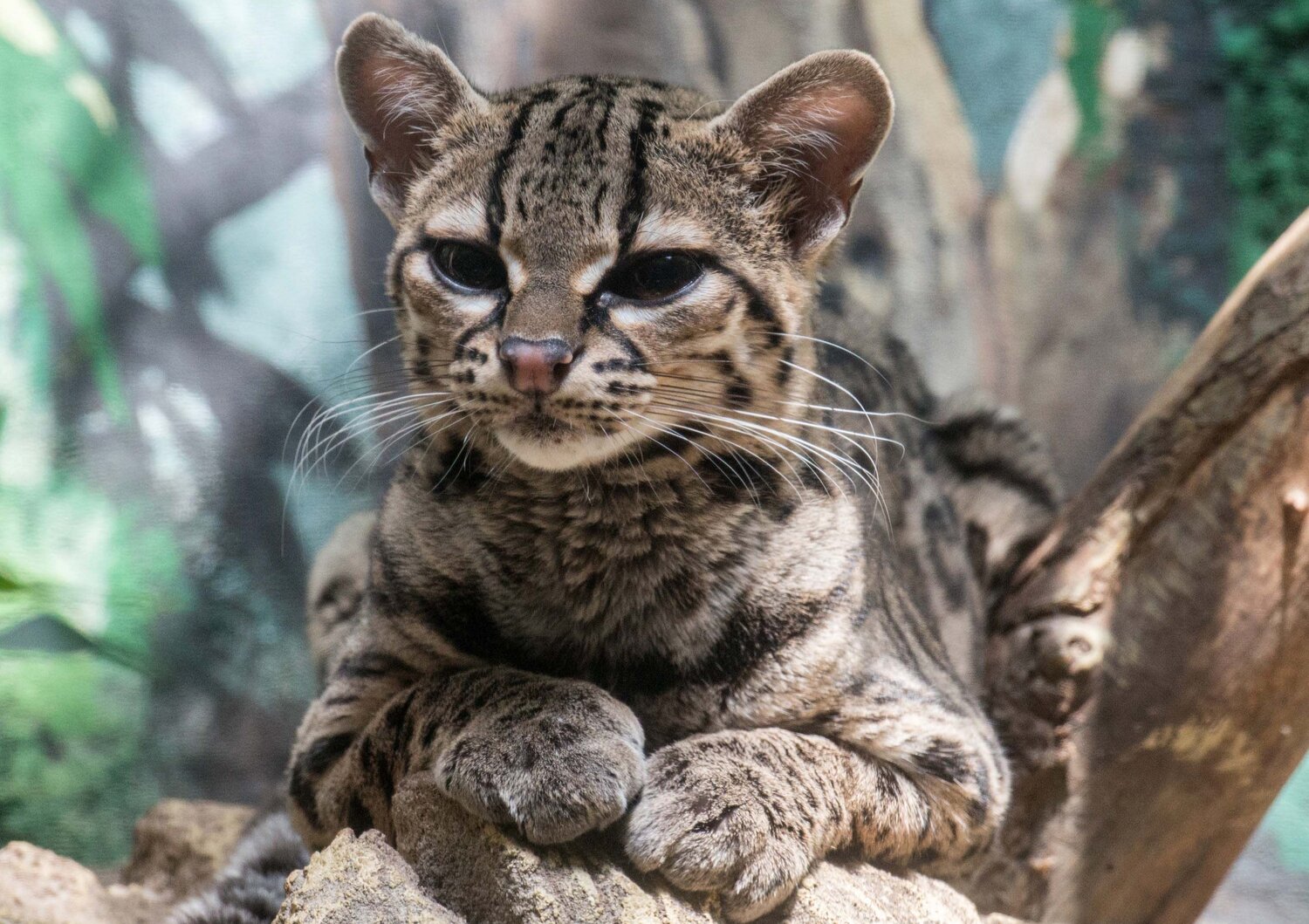 Margay-Mutter Açailândia - Zoo Berlin