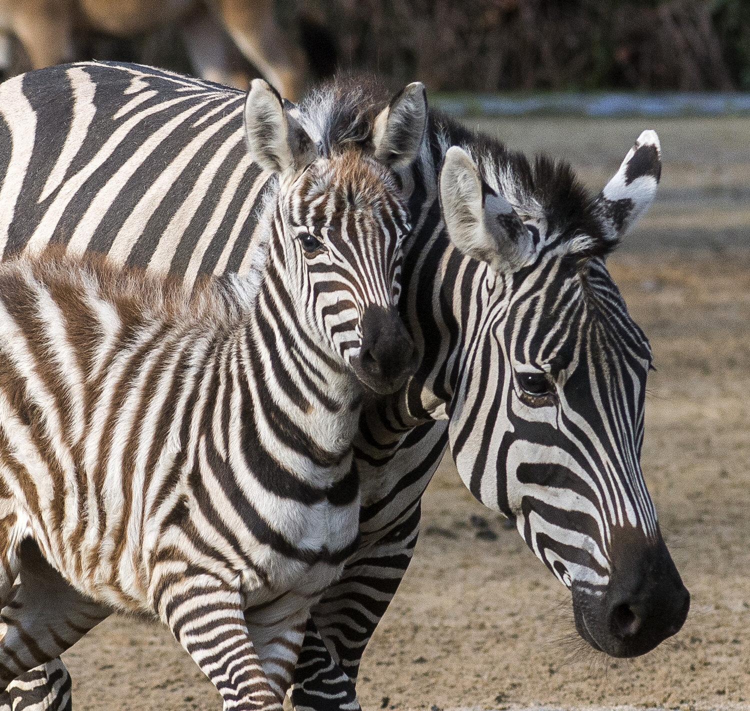 Böhm-Steppenzebra Fohlen Zoo Berlin Böhm-Steppenzebra Fohlen Zoo Berlin