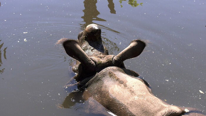 Badendes Panzernashorn