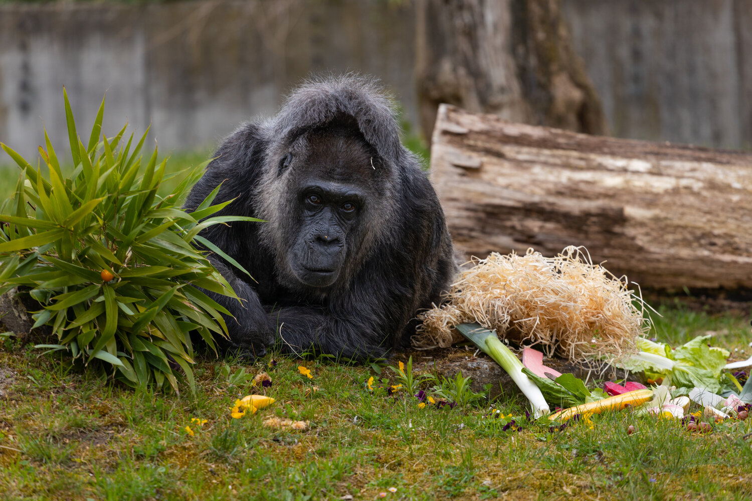 [Translate to English:] Gorilla Fatou im Zoo Berlin